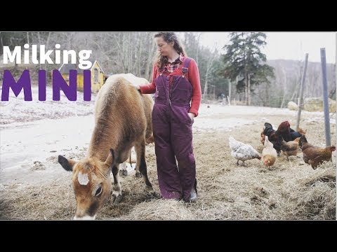 Milking a Mini Jersey - The Perfect Family Cow for a Homesteader