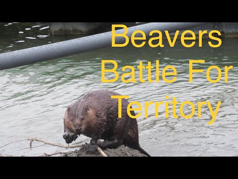 Awesome Footage of BEAVERS in a TERRITORY Dispute