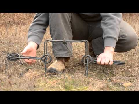Fur Trapping - How to set a Conibear Trap