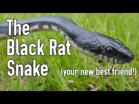 The Black Rat Snake: Man&#039;s Best Friend