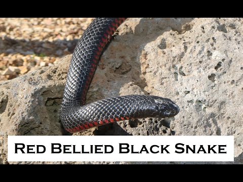 The RED BELLIED BLACK SNAKE (Pseudechis porphyriacus) - RED BELLY BLACK SNAKE