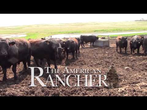 American Rancher - American Simmental Association