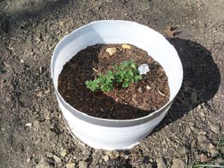 potato plant growing in bucket