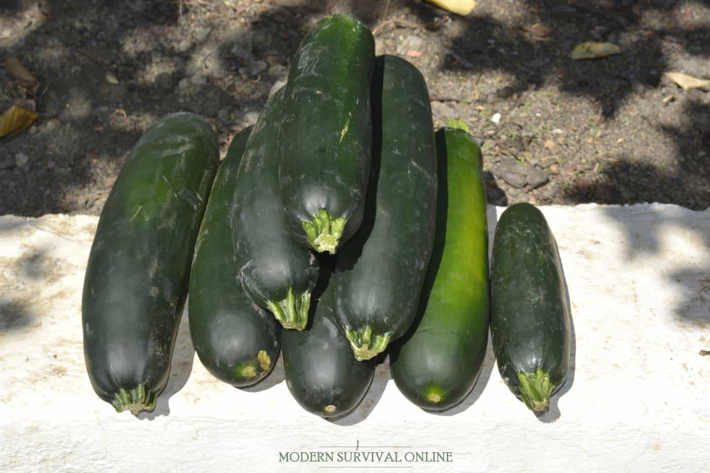 zucchini harvest