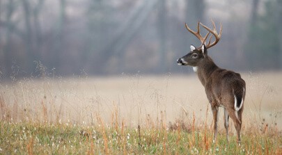 whitetail-deer-hunting-montague-county-01 (1) (1)