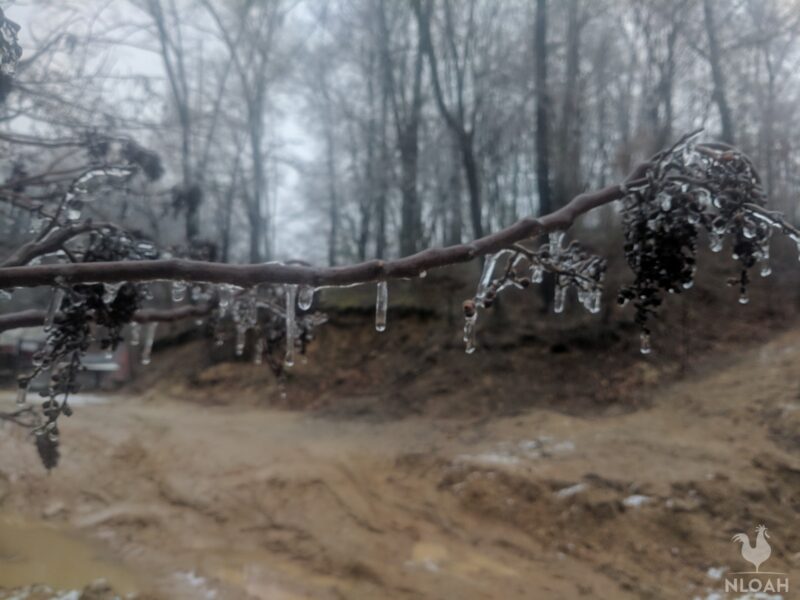 frozen water on tree branch