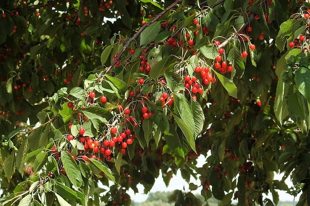 wild cherries