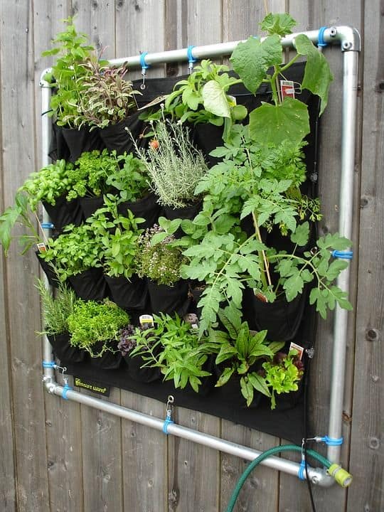 herbs growing vertically