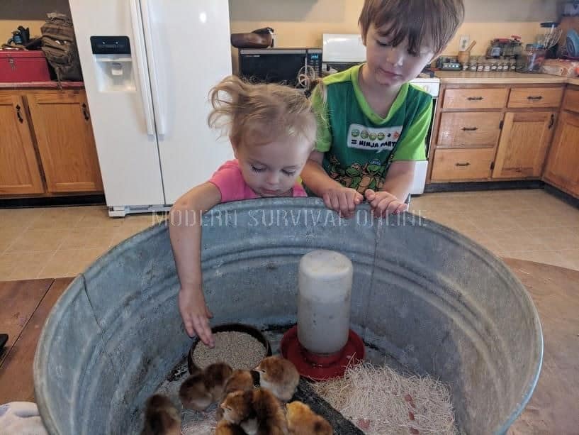 children playing with chickens