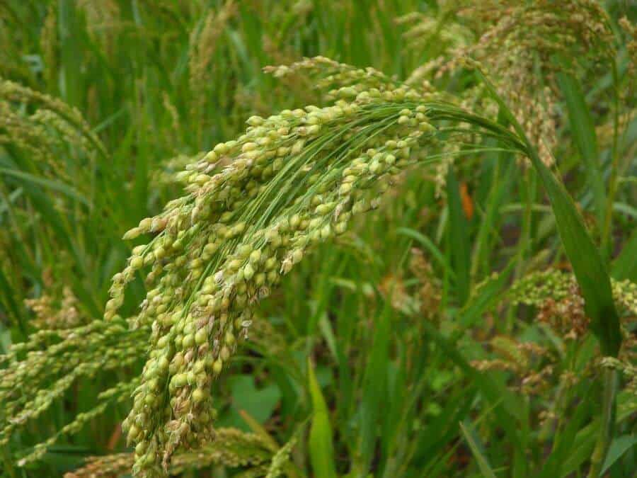 millet plant