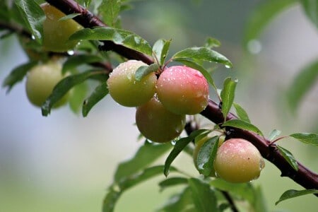 wild plum tree
