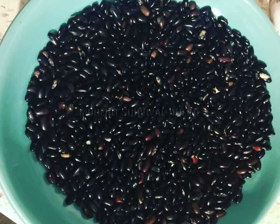 Black Bean seeds