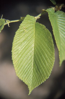 Ulmus rubra leaf