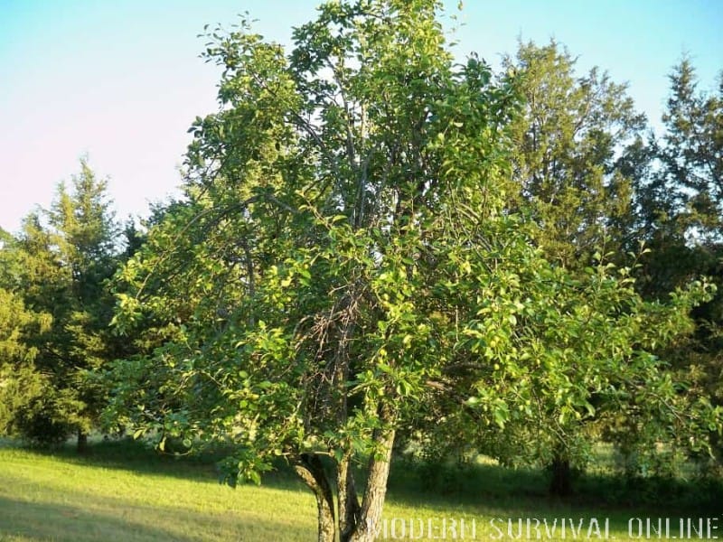pear tree