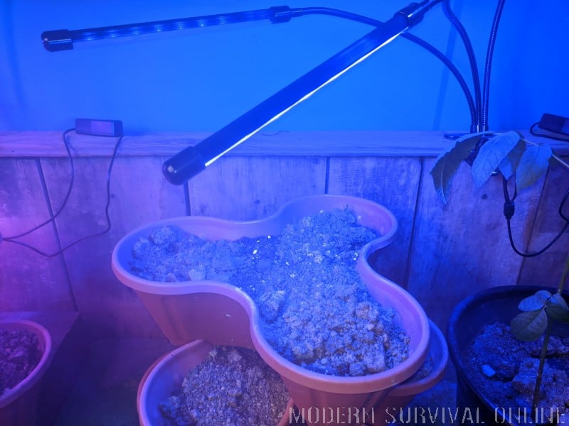 lettuce seeds under grow lights