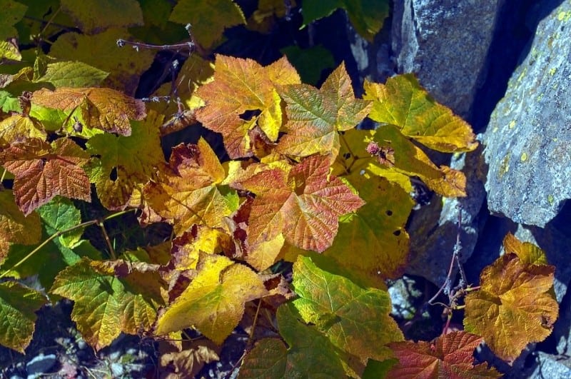 thimbleberry leaves