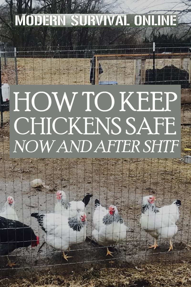 chickens safety pinterest