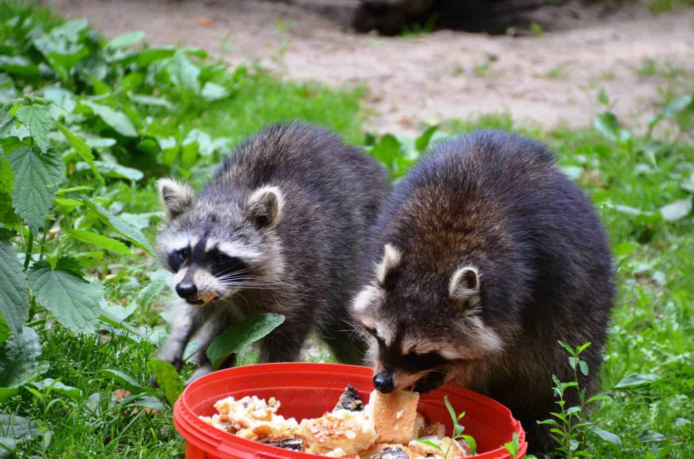 raccoons eating
