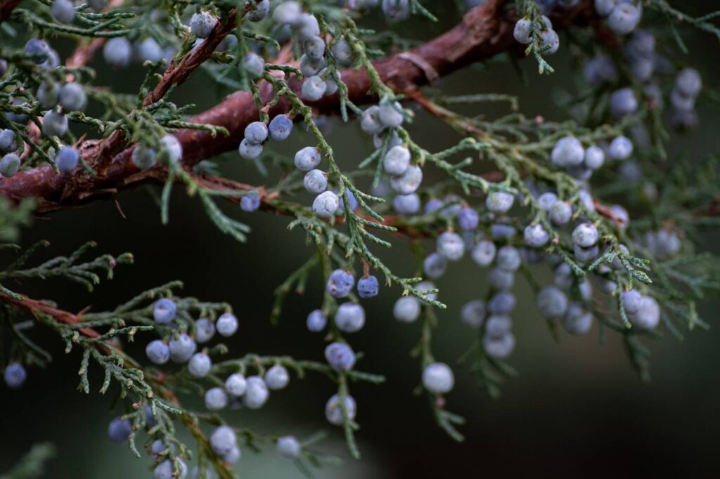 juniper berries on branch