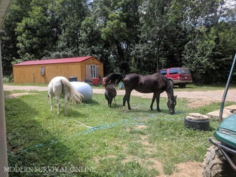 horses eating grass on the homestead