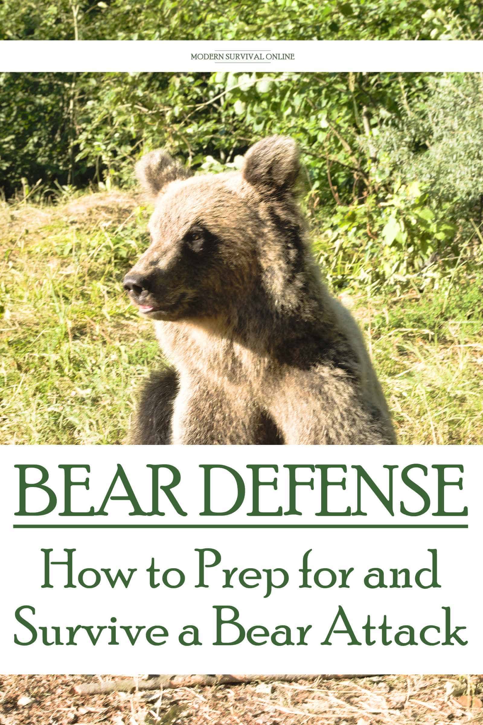 bear attack defense Pinterest image