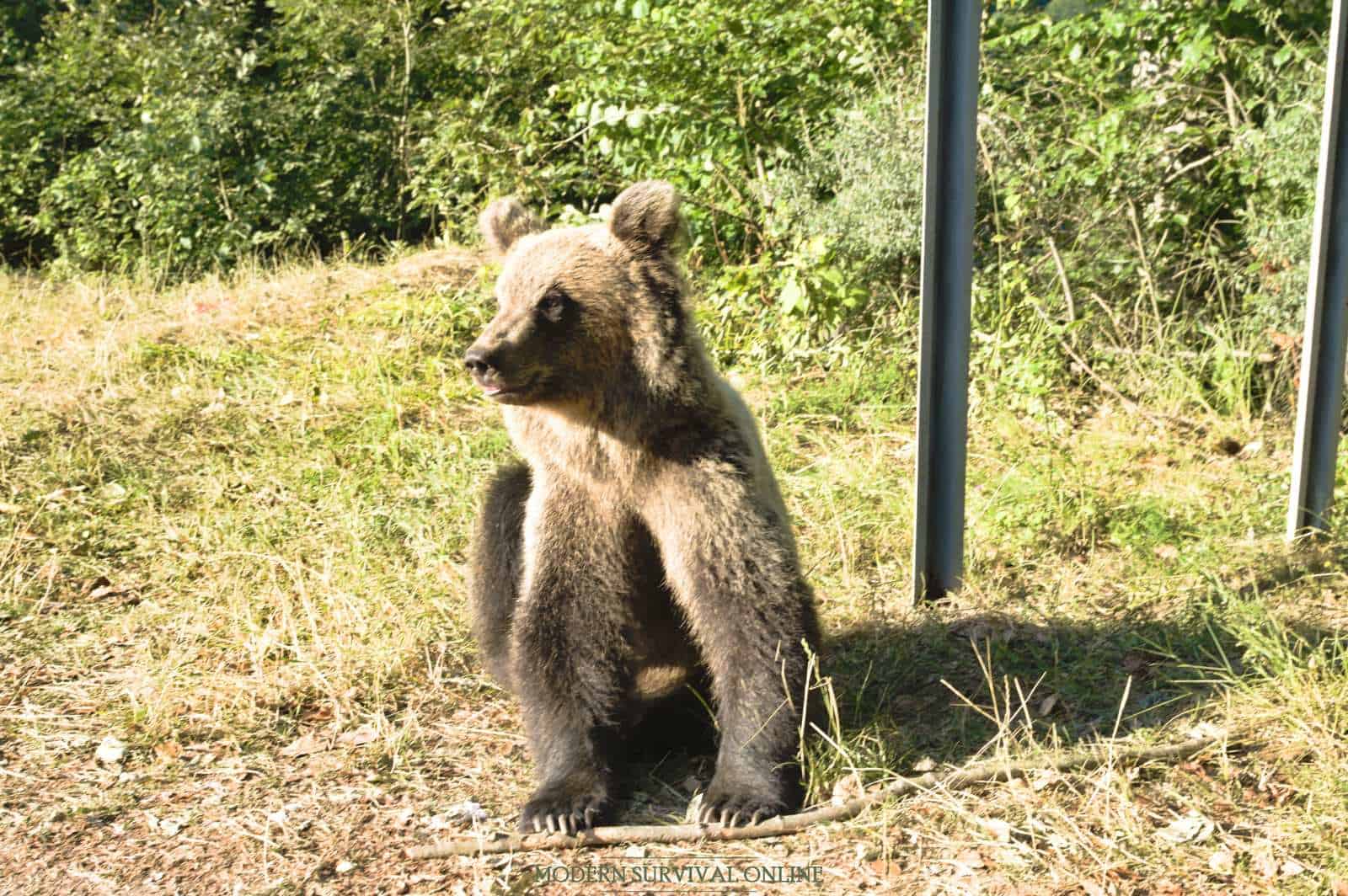 brown bear on the side of the road