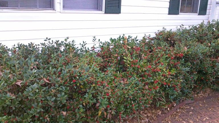 bushes next to house windows