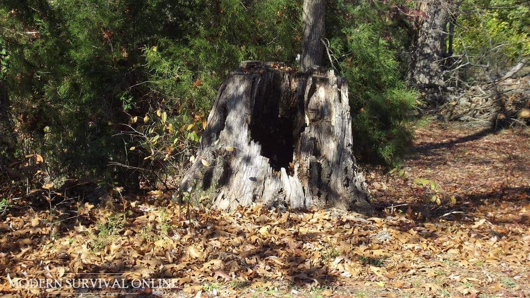 hollowed-out tree stump