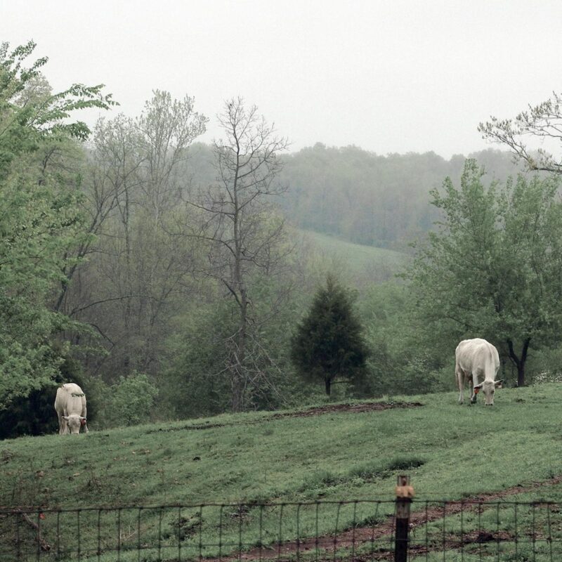 cows in the Ozark mountains
