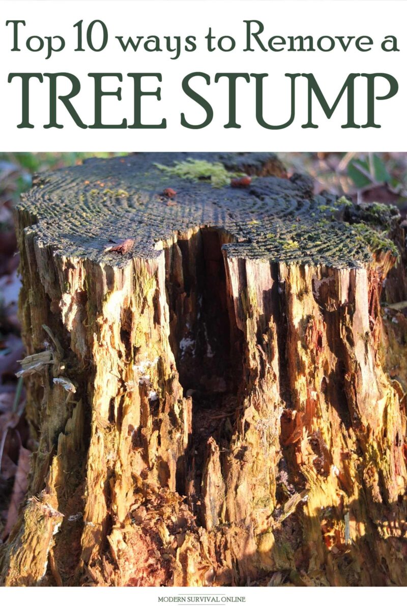 removing a tree stump Pinterest image
