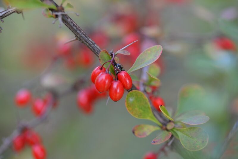 barberry fruit on branch