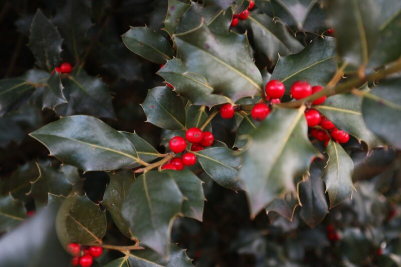 holly bush with berries