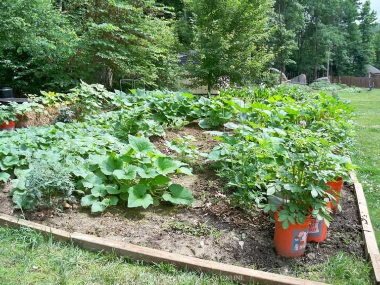 mid-season garden with squash and zucchini plants and a few plants growing in buckets