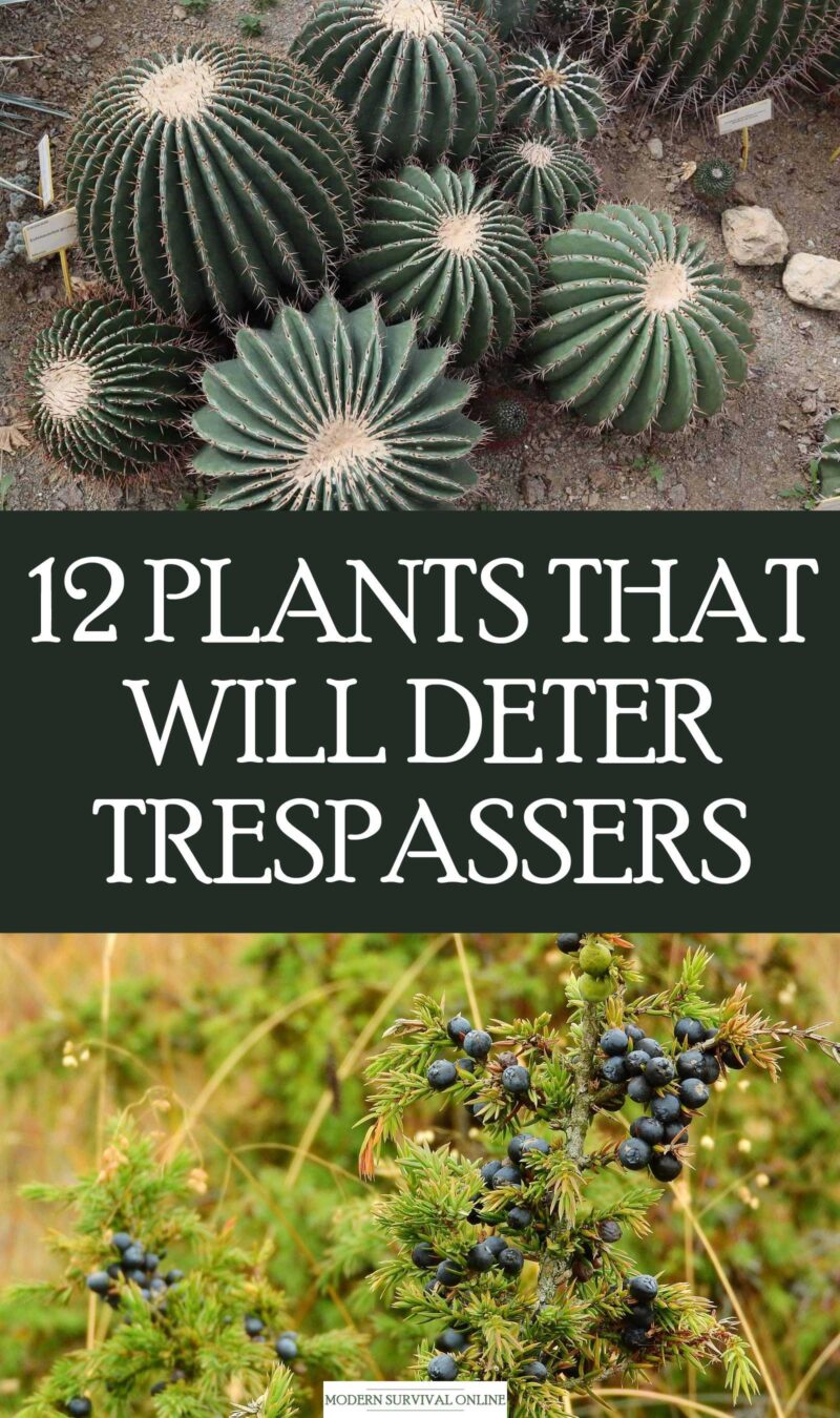 plants deterring trespassers Pinterest image