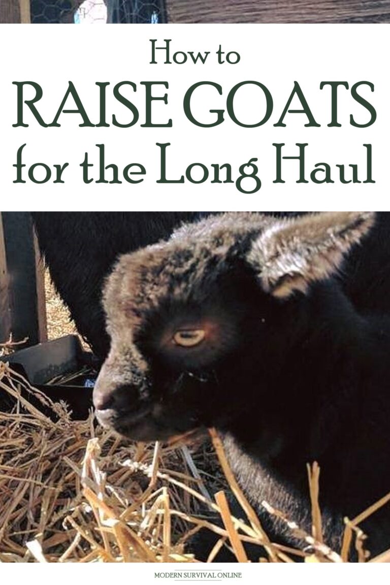 raising goats Pinterest image