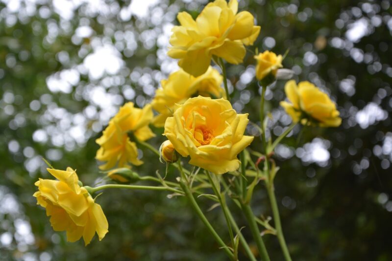 yellow rosebush