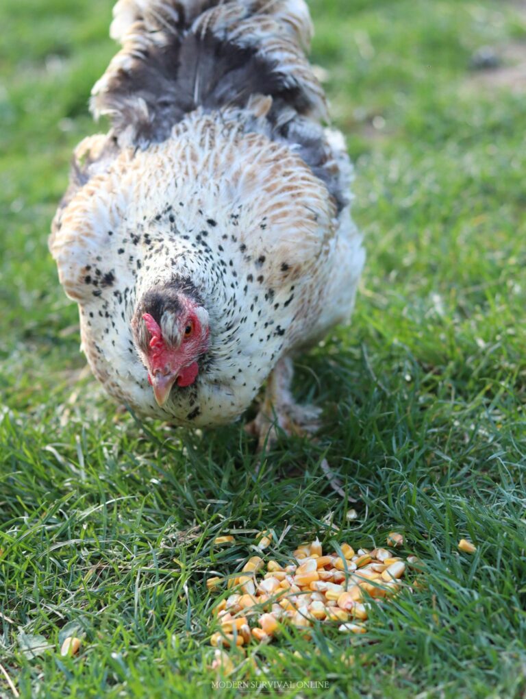 chicken eating corn