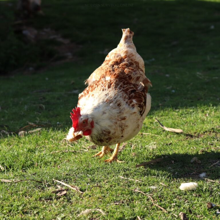 hen eating a piece of bread