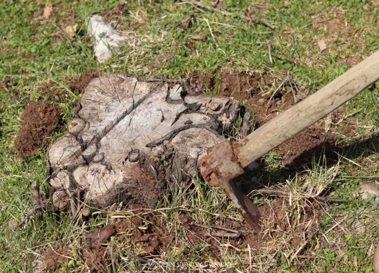 digging with a hoe around a tree stump to remove it