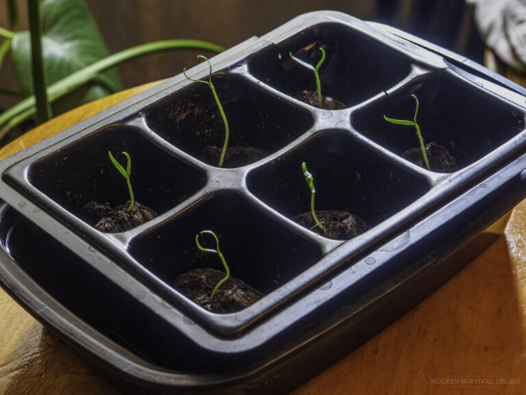 jalapeno peppers seedlings