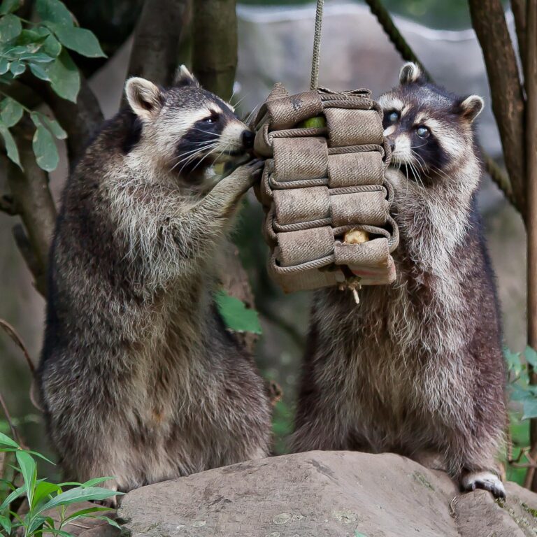 raccoons eating bait
