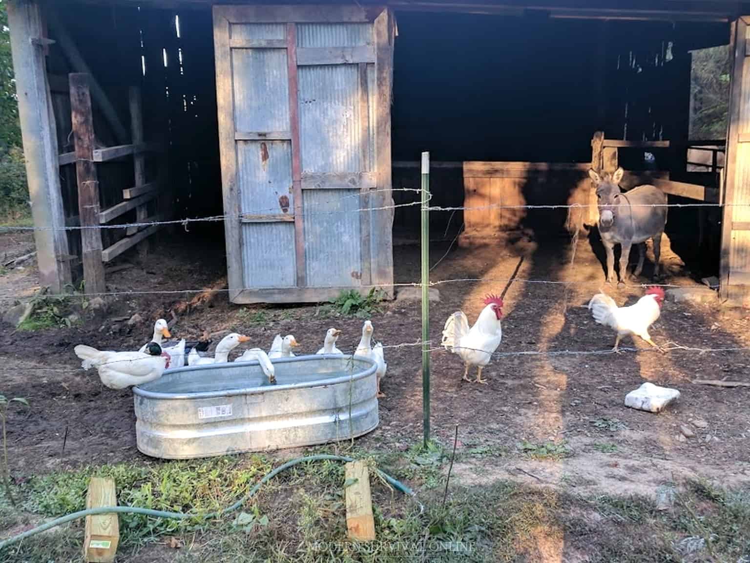 two roosters ducks and a donkey on the homestead