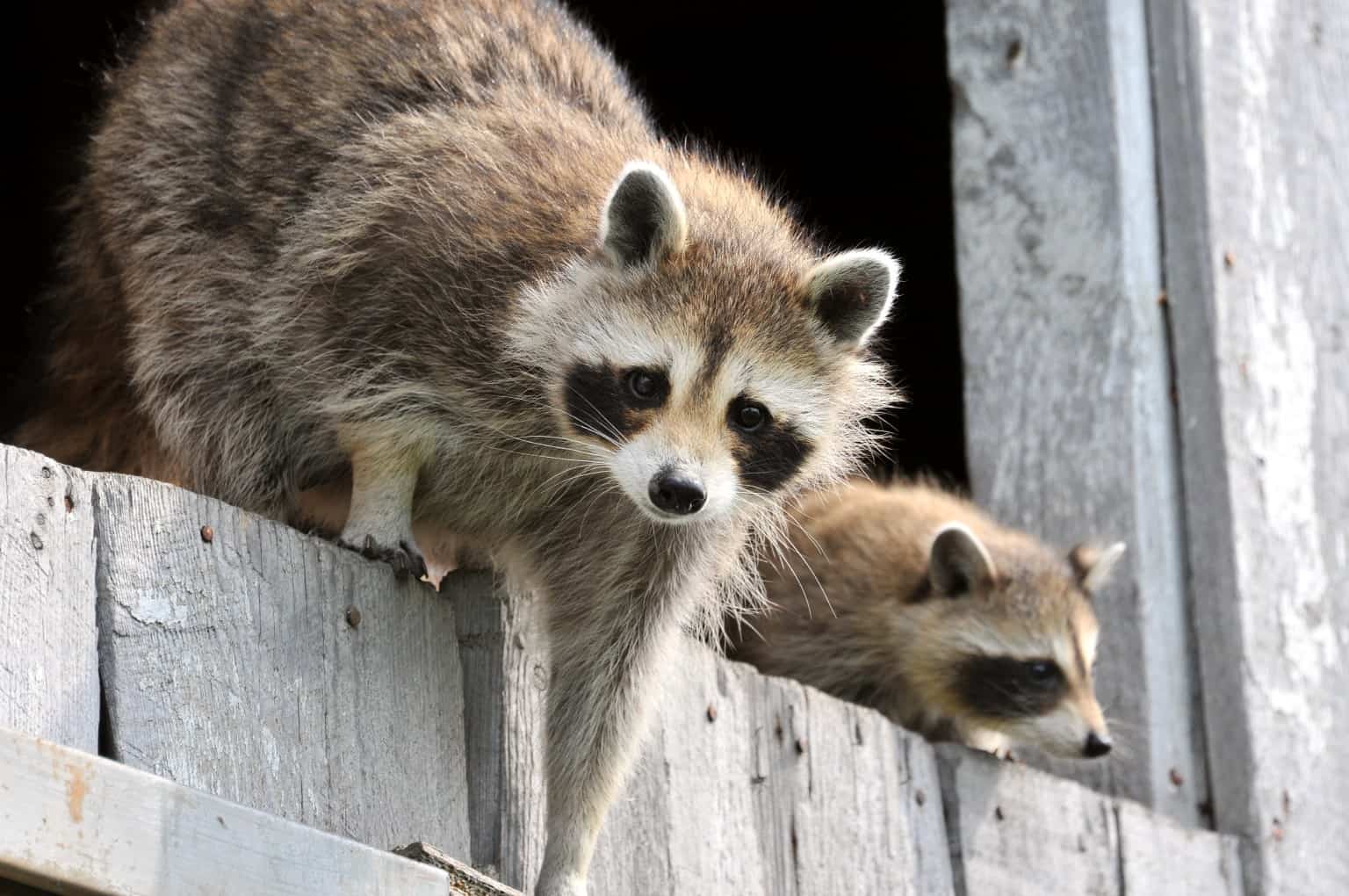 two raccoons on wooden fence