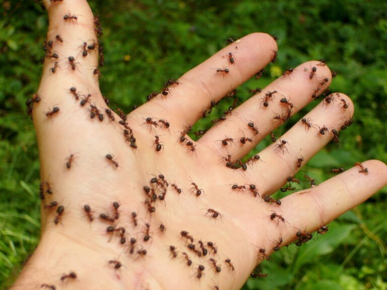 a hand covered with ants
