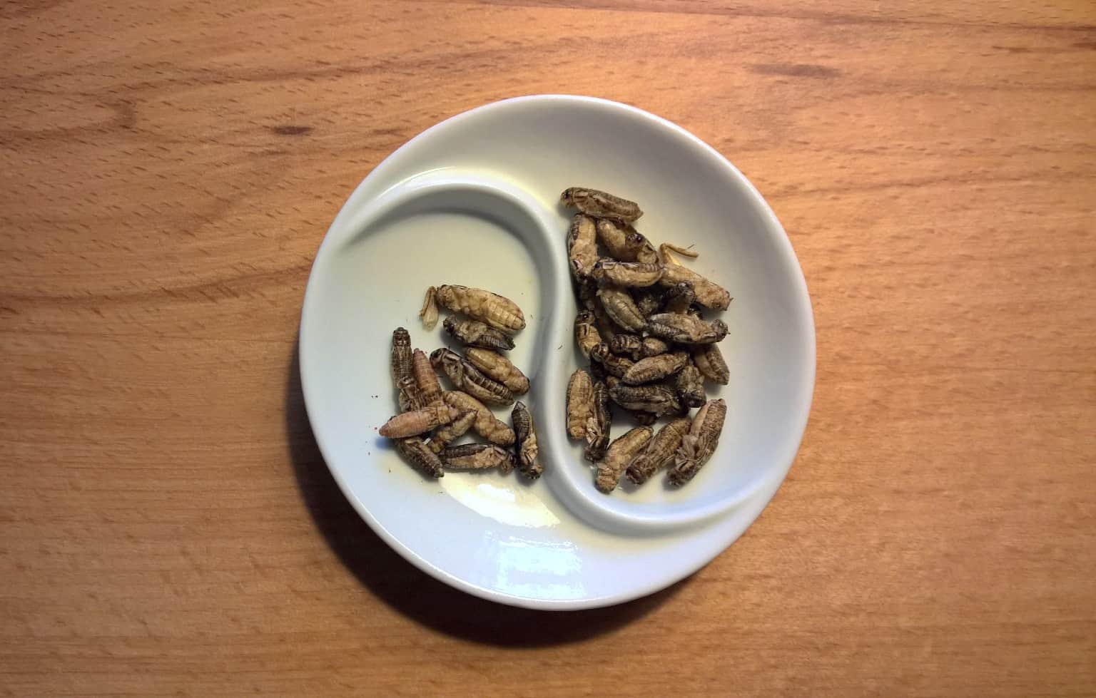 cooked insects on a plate
