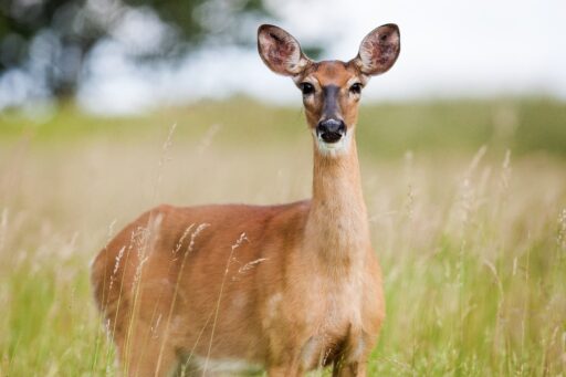 Deer: Are they Dangerous?