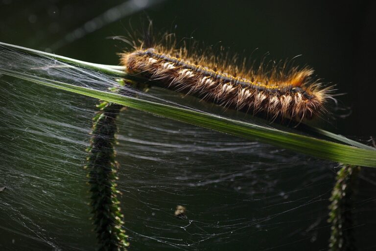 a caterpillar