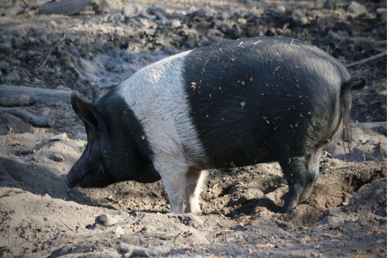 domestic pig in mud