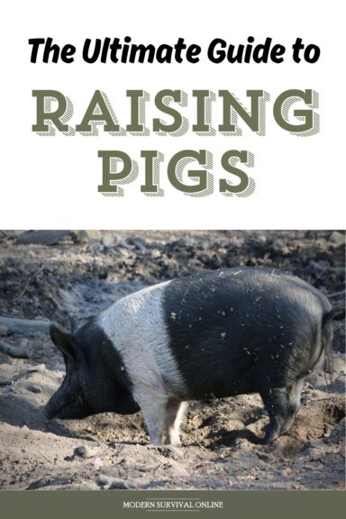 raising pigs Pinterest
